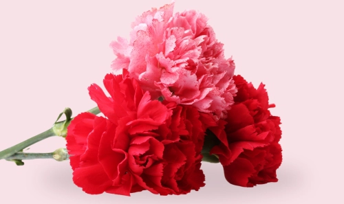 Carnations Delivery