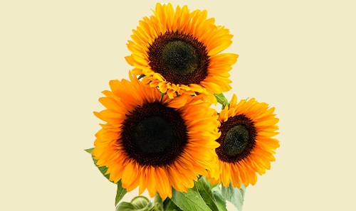Sunflowers Delivery