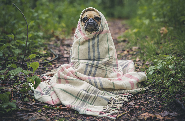 A Pug covered in a blanket