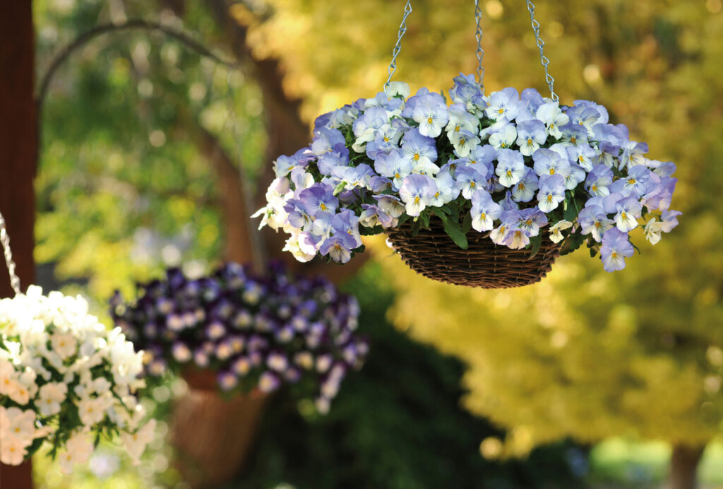 Flower Baskets