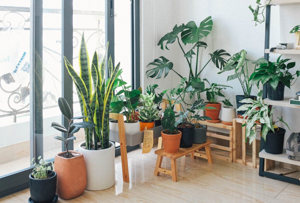 indoor plants 