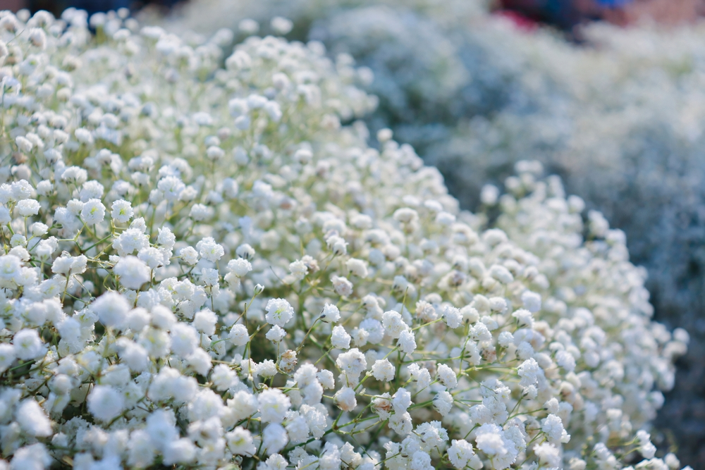 baby's breath