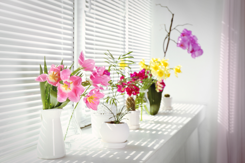 bunch of flower plants near a window