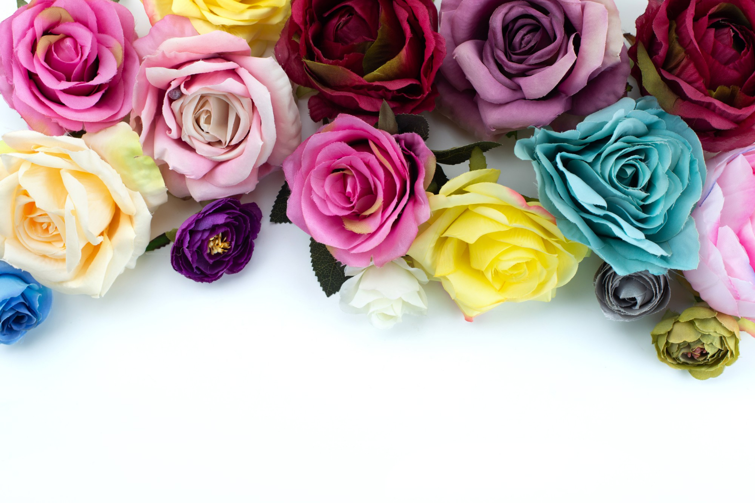 mixed coloured roses on a white surface