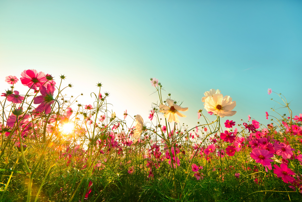 a sunny day with cosmos flowers blooming in garden