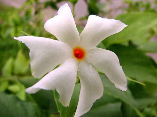 Parijat Flower