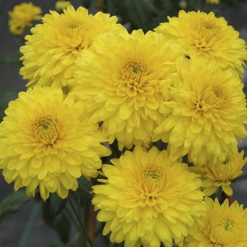 yellow chrysanthemum flower.