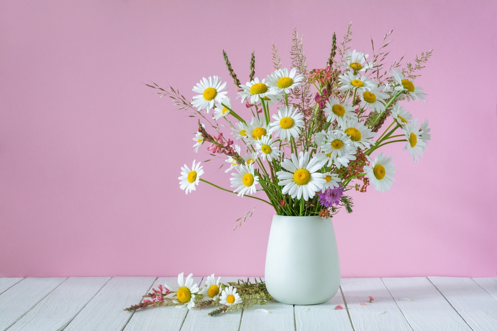 White Daisies Flower