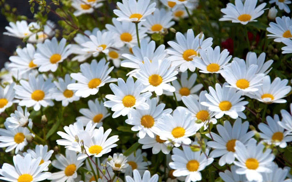 Daisy flowers