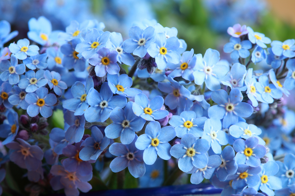 Forget Me Not Flower