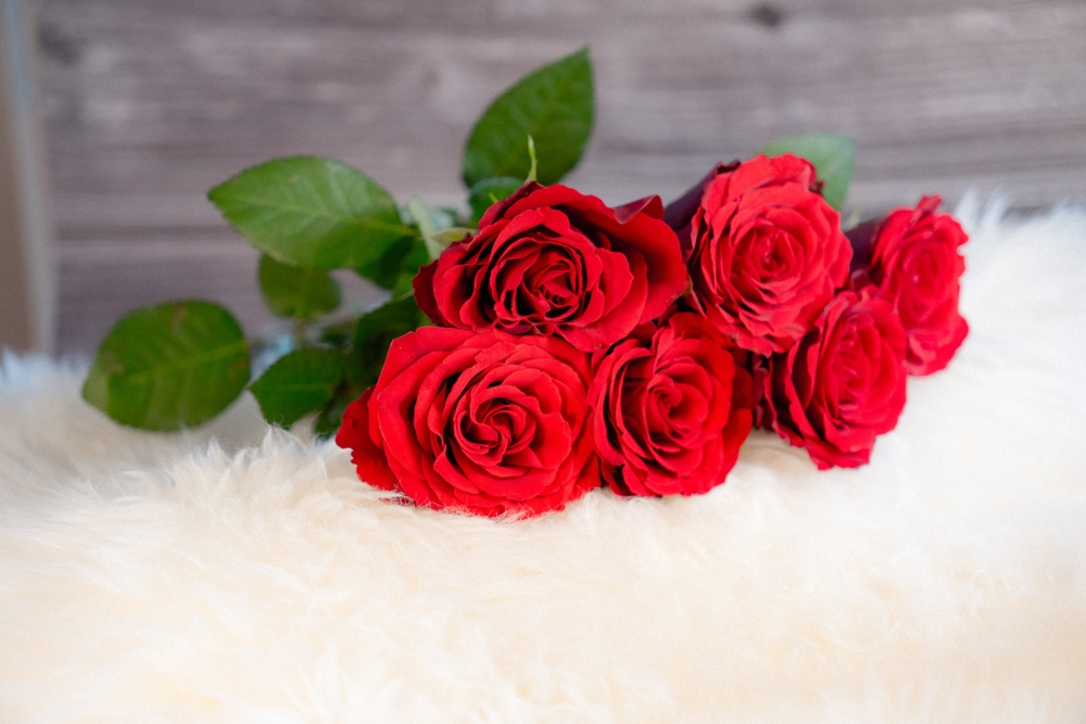 6 red roses on white fur