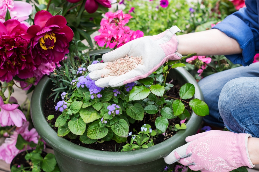 fertilizers in a hand of a woman