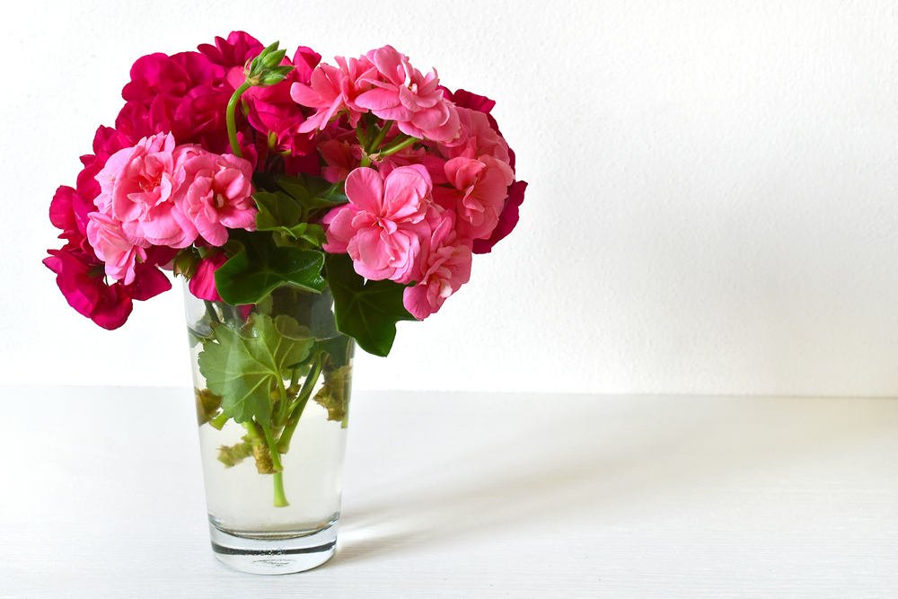 Geranium In A Glass Vase