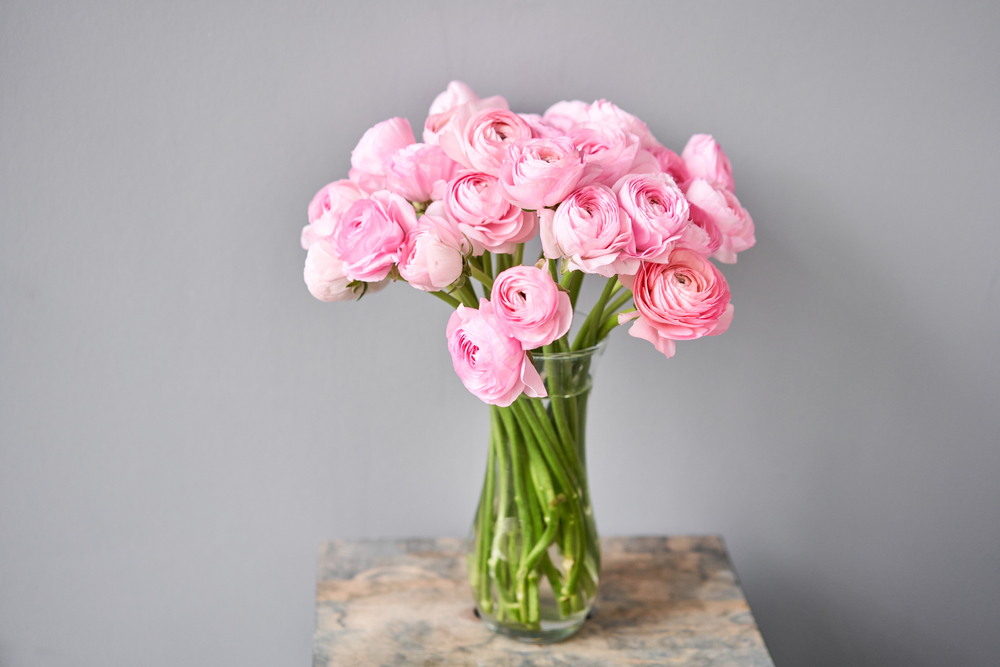 Ranunculus in A Vase