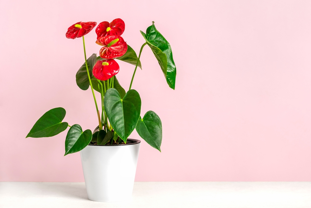 Anthurium Plant