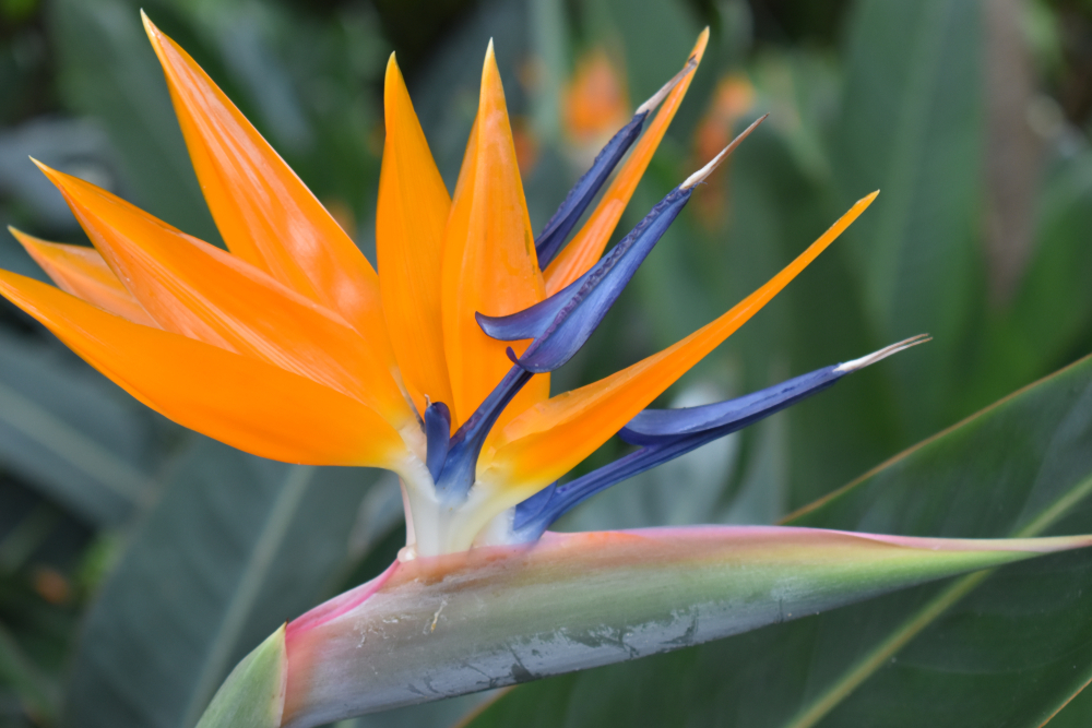 Bird Of Paradise Indoor plant