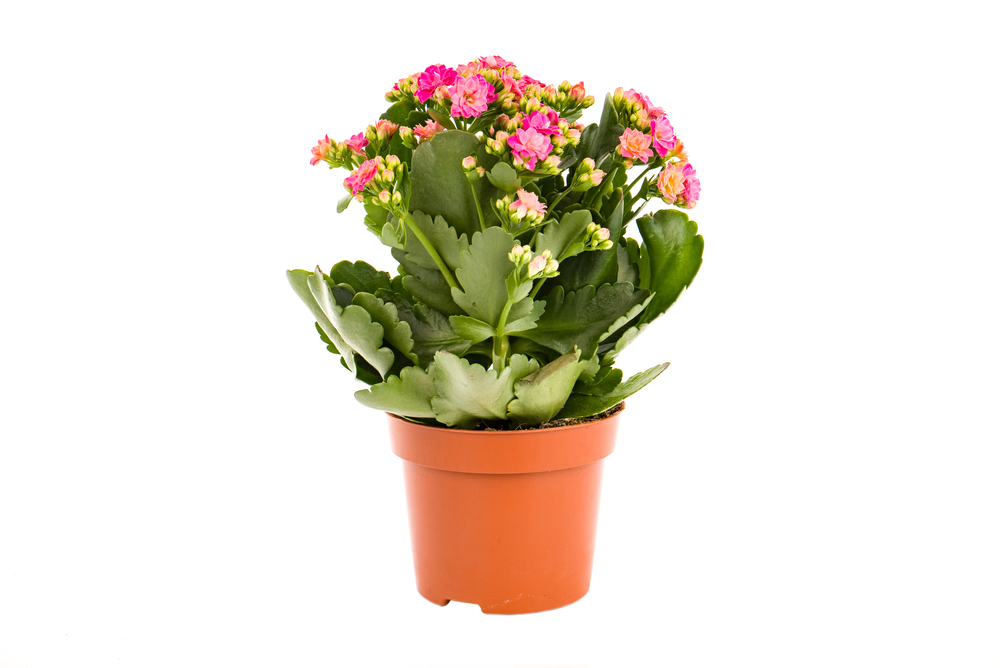 Kalanchoe Indoor Plant