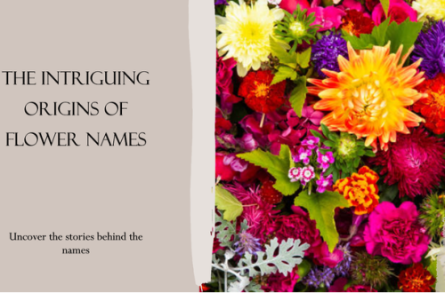 Flower Names And Origin