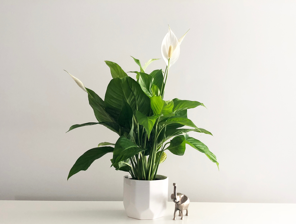 Peace Lilies Indoor Plant