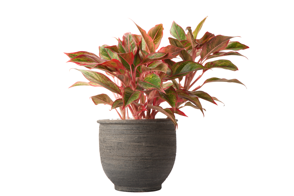 Red Aglaonema best indoor Plant