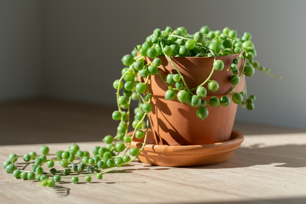 String of Pearls Best Indoor Plants