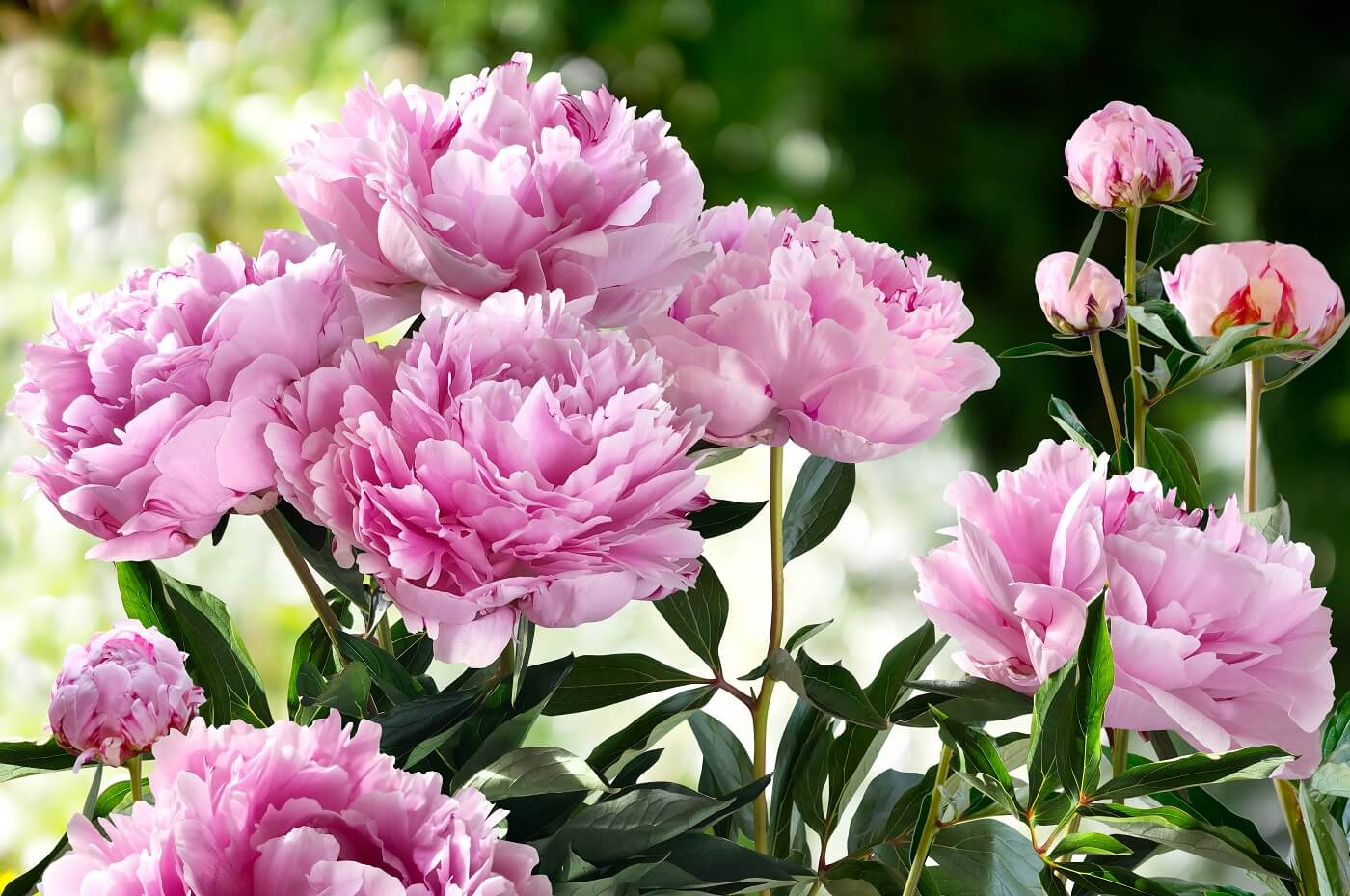 Peonies Flowers