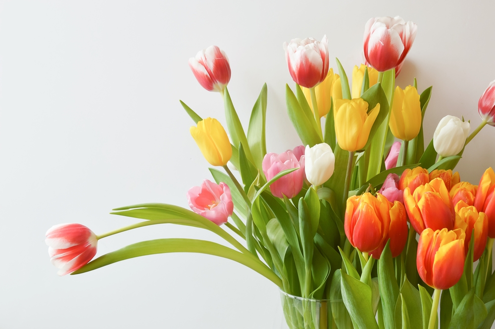 Colorful tulips