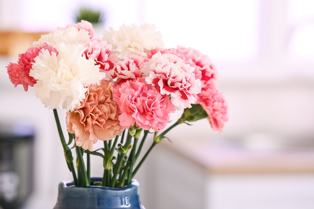 Carnation In A Vase