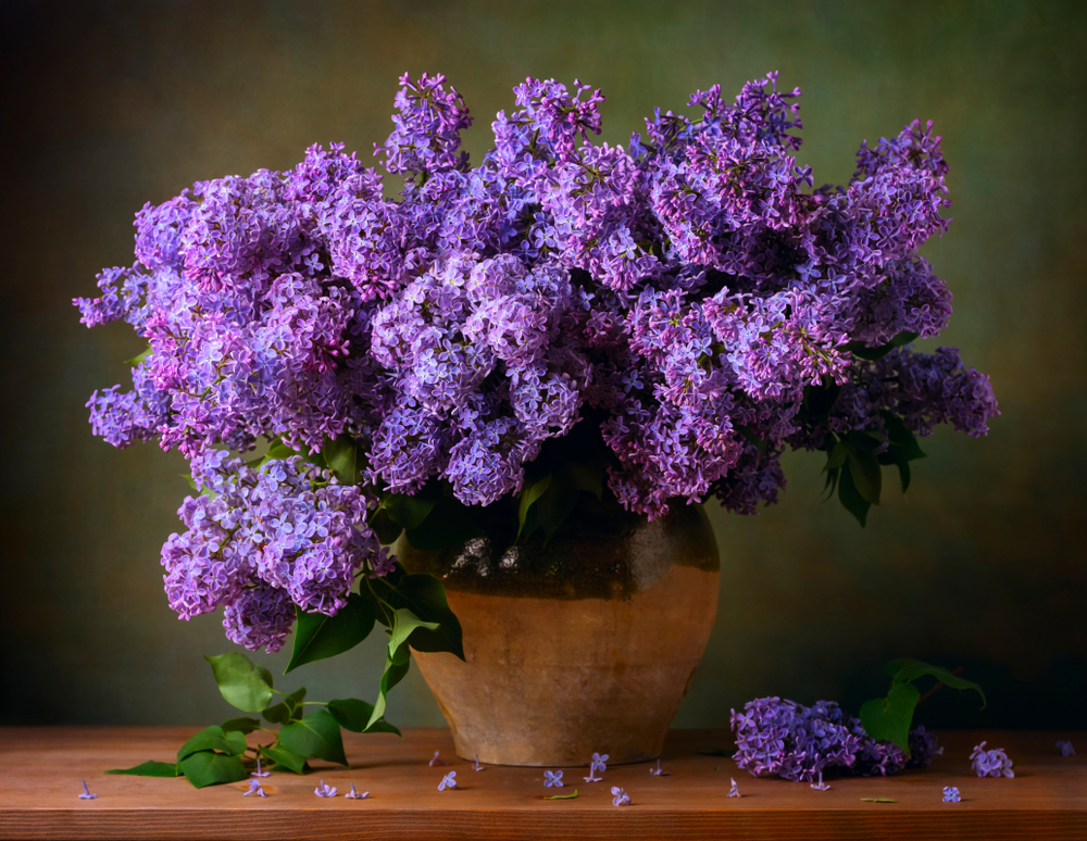 Most Romantic Flowers For Your Partner- Lilac