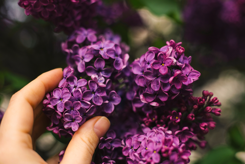 Voilet Flowers