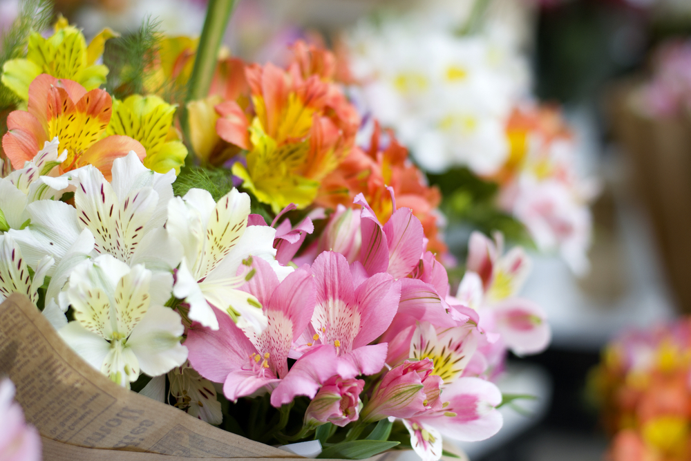 mixed coloured alstroemerias in a bouquet