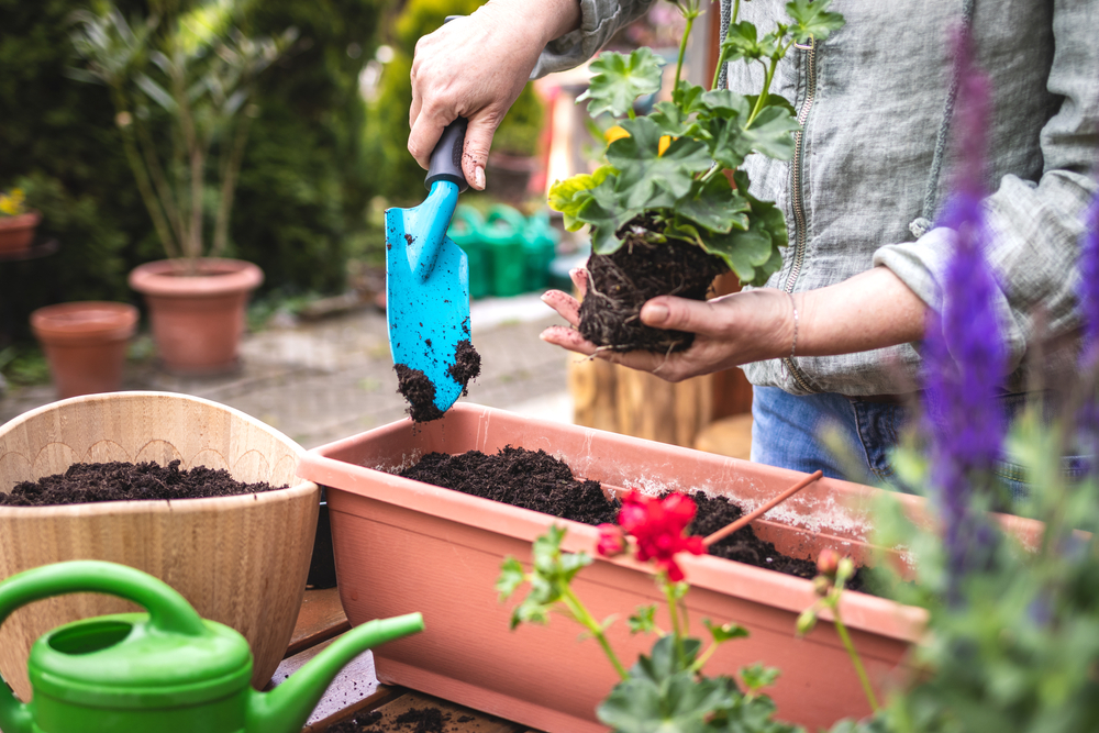 a lady planting geranium flowers in a rectangular pot