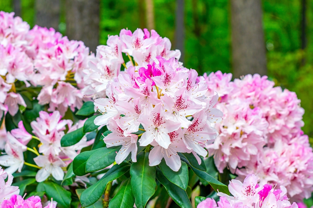 Bright pink Rhododendron Flower