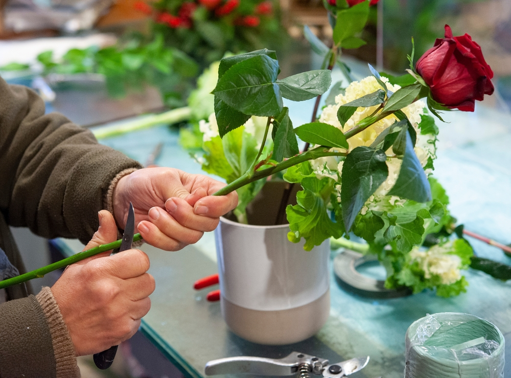 a person cutting the stem of a red rose