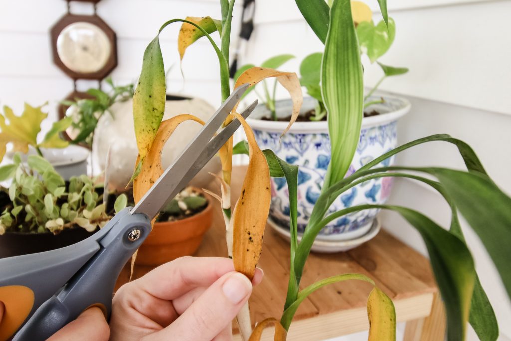 cutting dead leaves with a pair of scissors