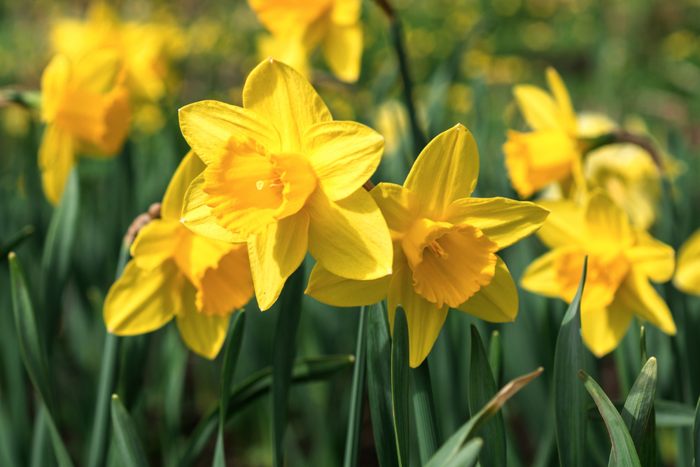 yellow daffodils