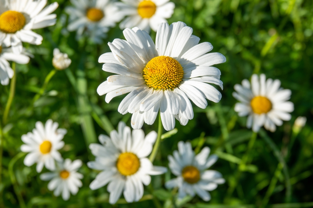 daisy flowers