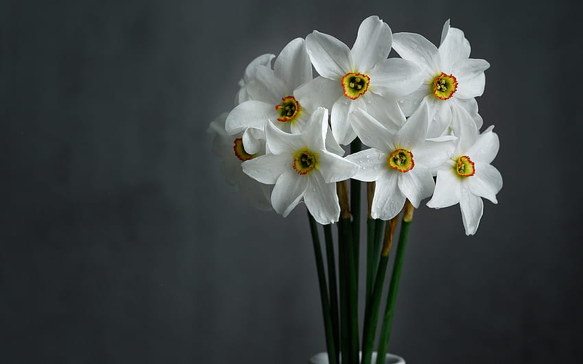 Daffodil Most Romantic Flower For Your Partner