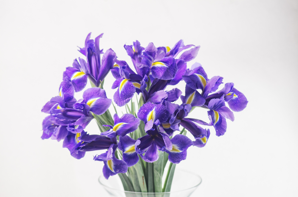 Iris Flower In A Vase