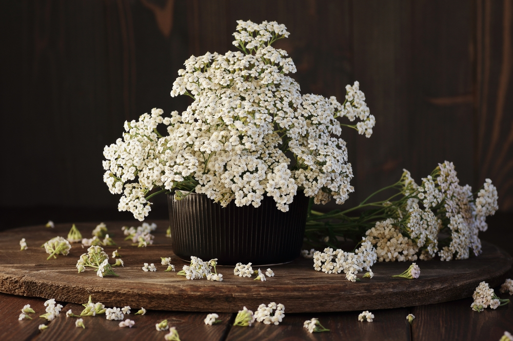 Yarrow Flowers 