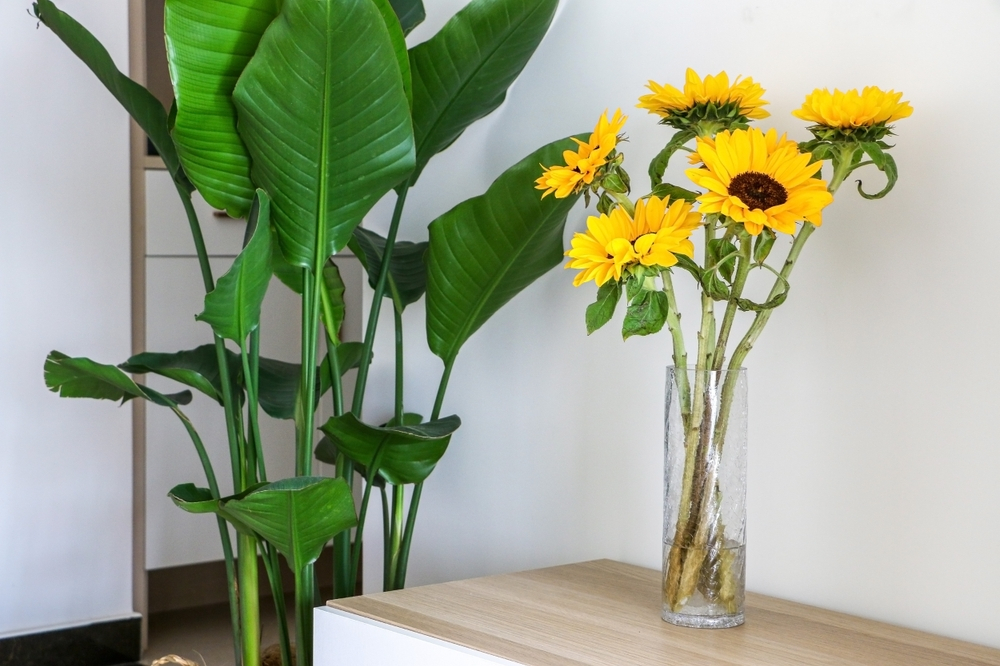 yellow sunflowers in a glass next to a house-plant