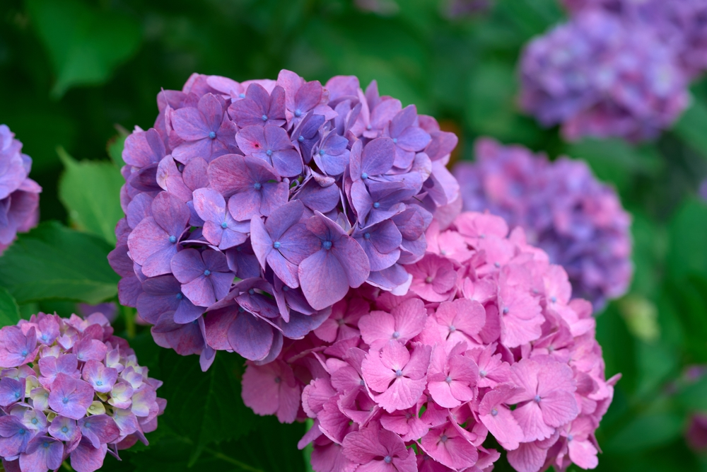 purple and pink hydrangeas