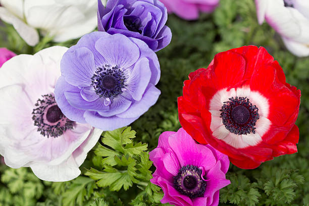 Anemones flowers