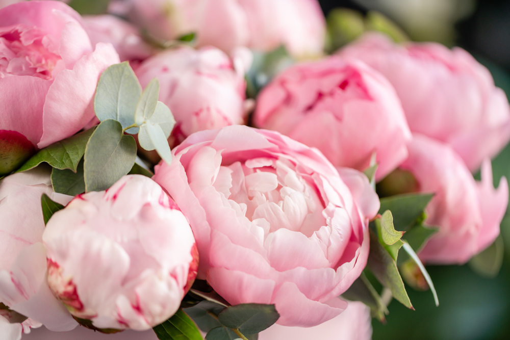 pink peonies