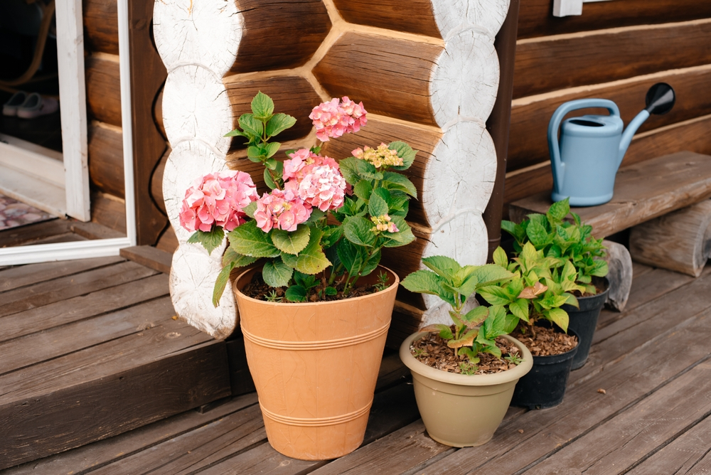 peonies and plants in a pot on the porch