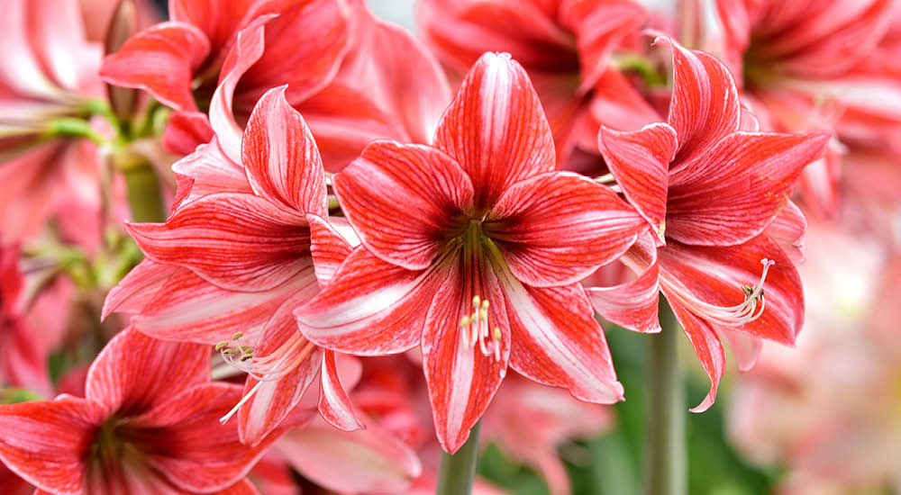 Amaryllis flowers