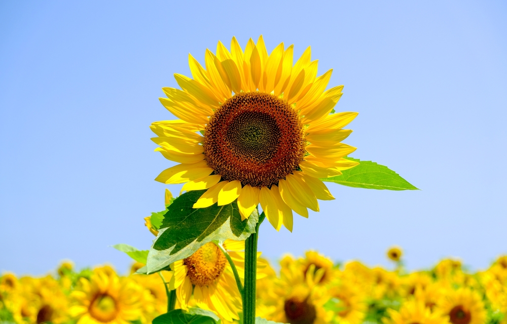 a field of sunflowers