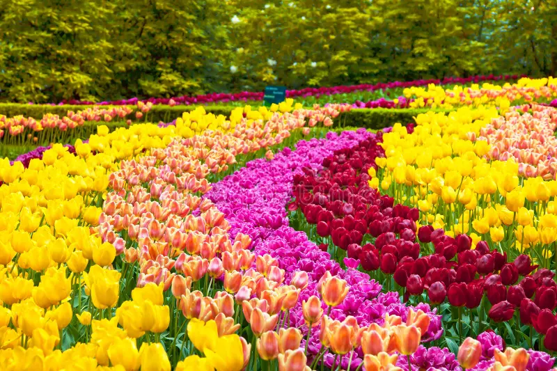 Colorful Tulips Garden 