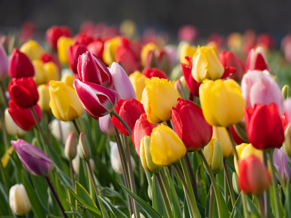 a field of tulips