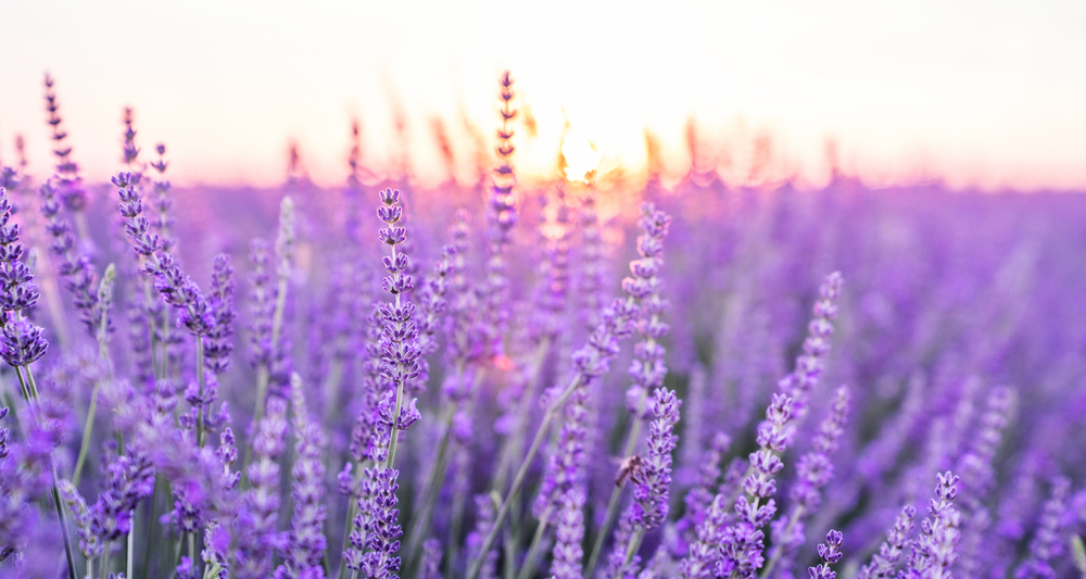 a field of violet lavenders